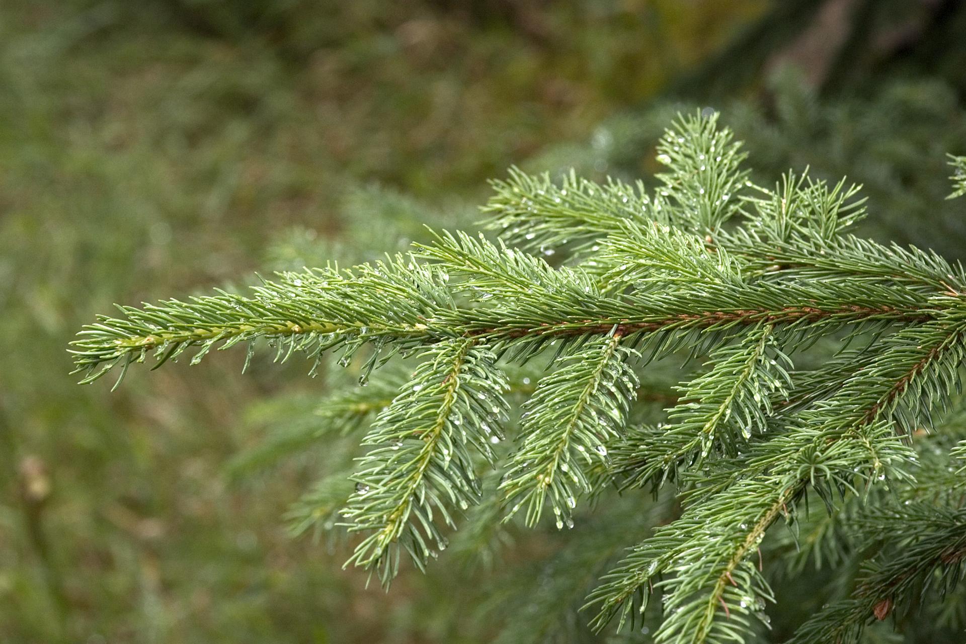 Vente de bois